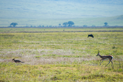 Lupulella mesomelas schmidti