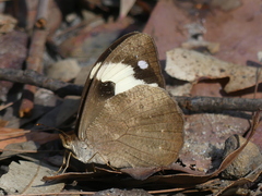 Heteronympha mirifica