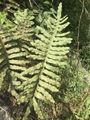 Phlebodium pseudoaureum