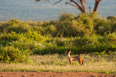 Lupulella mesomelas schmidti