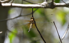 Hydrobasileus brevistylus