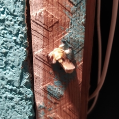 Zygaenoidea