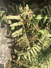 Phlebodium pseudoaureum