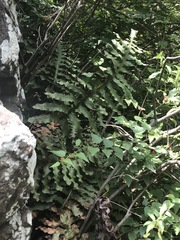 Phlebodium pseudoaureum