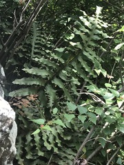 Phlebodium pseudoaureum