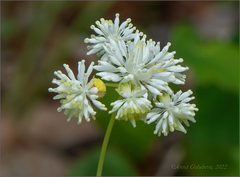Thalictrum filamentosum
