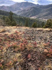 Eriogonum umbellatum