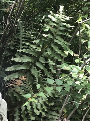 Phlebodium pseudoaureum