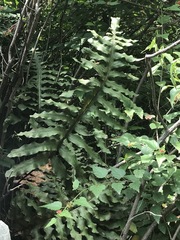 Phlebodium pseudoaureum