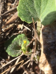 Viola purpurea quercetorum
