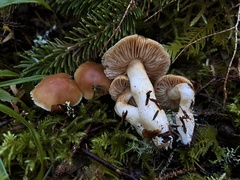 Cortinarius causticus