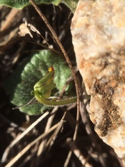 Viola purpurea quercetorum