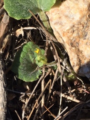 Viola purpurea quercetorum