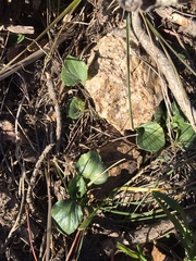 Viola purpurea quercetorum