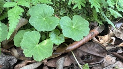 Hydrocotyle nepalensis