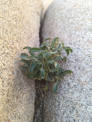 Penstemon