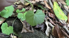 Hydrocotyle nepalensis