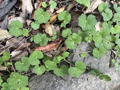 Hydrocotyle nepalensis