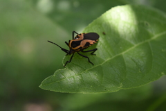 Sephina vinula
