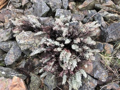 Eriogonum umbellatum