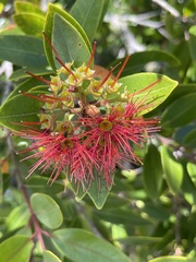 Metrosideros robusta