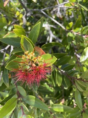 Metrosideros robusta