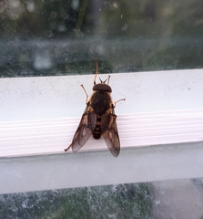 Scaptia