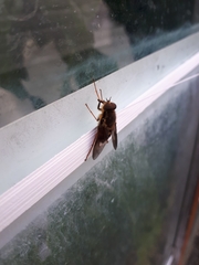 Scaptia