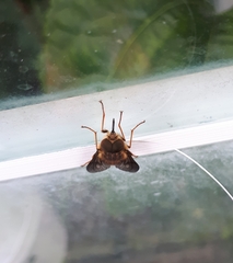 Scaptia