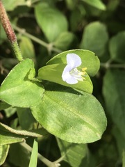 Commelina diffusa