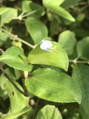 Commelina diffusa