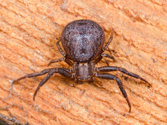 Xysticus ephippiatus