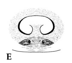 Xysticus ephippiatus