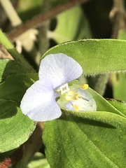 Commelina diffusa