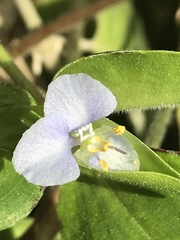 Commelina diffusa