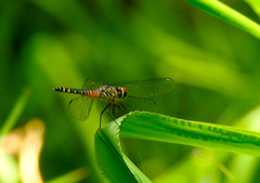 Brachydiplax denticauda