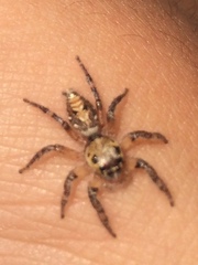 Hyllus semicupreus