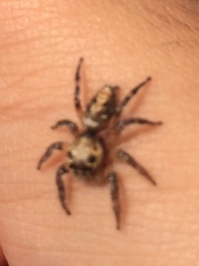 Hyllus semicupreus