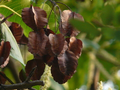 Terminalia elliptica