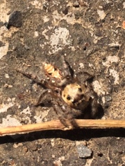 Hyllus semicupreus