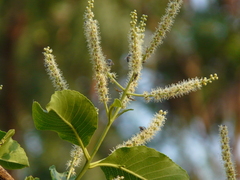 Terminalia elliptica