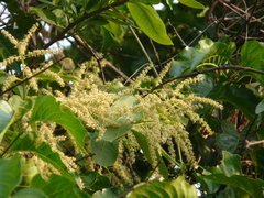 Terminalia elliptica