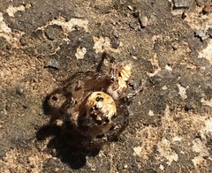 Hyllus semicupreus