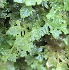 Trichocolea mollissima