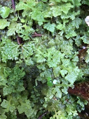 Trichocolea mollissima