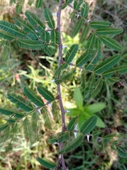 Mimosa pigra