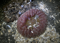 Urticina clandestina