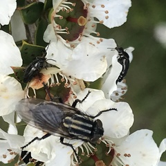 Oxysarcodexia varia