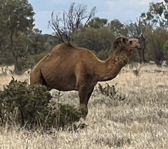 Camelus dromedarius