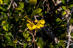 Acridocarpus natalitius